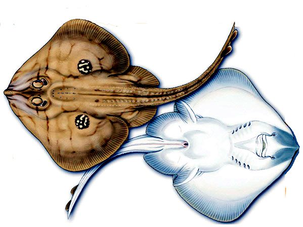 Leucoraja naevus_09.jpg